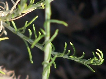 Helichrysum italicum